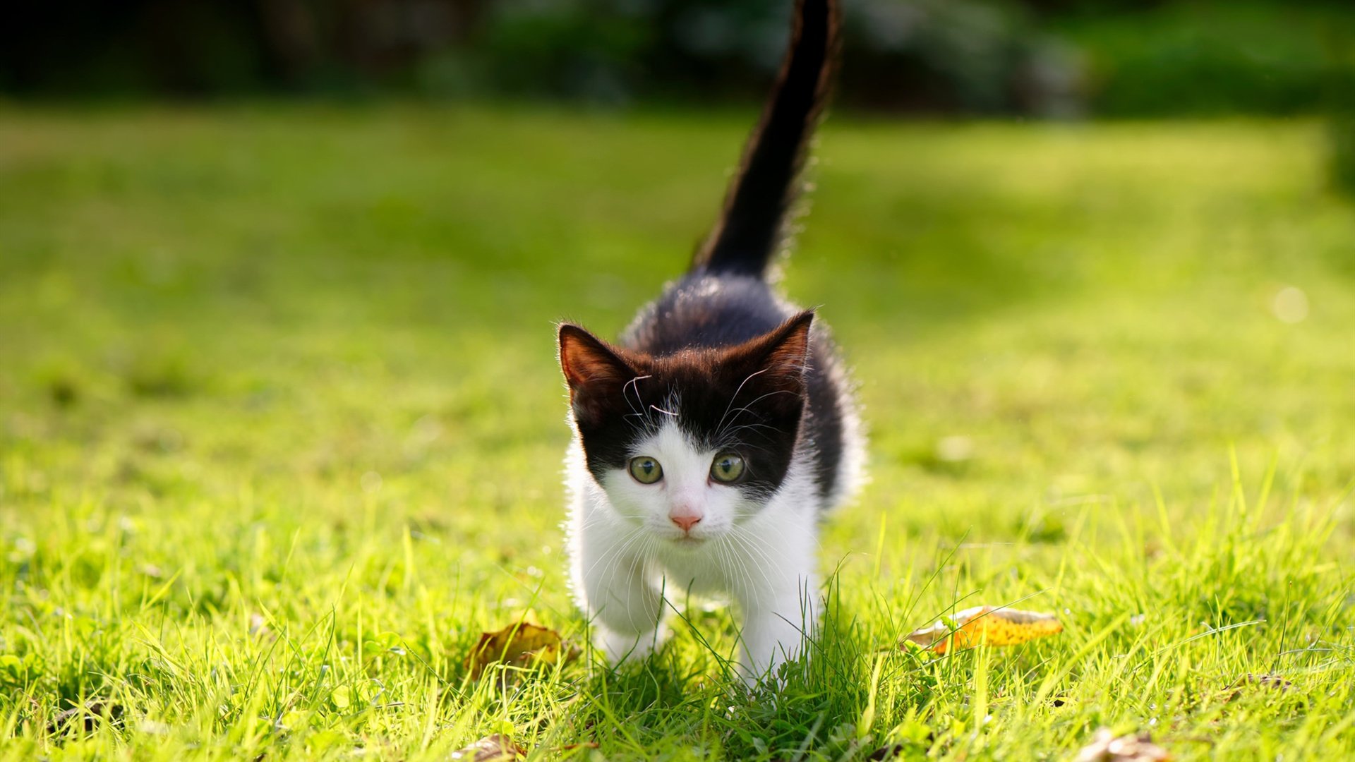 2024国际乒联混合团体世界杯：Chinese Taipei迎来挑战，2024世界乒乓球锦标赛