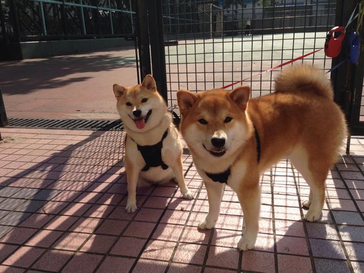 九游下载中心-塔图姆关键抢断点燃凯尔特人反击高潮，凯尔特人塔图姆打中锋可以吗