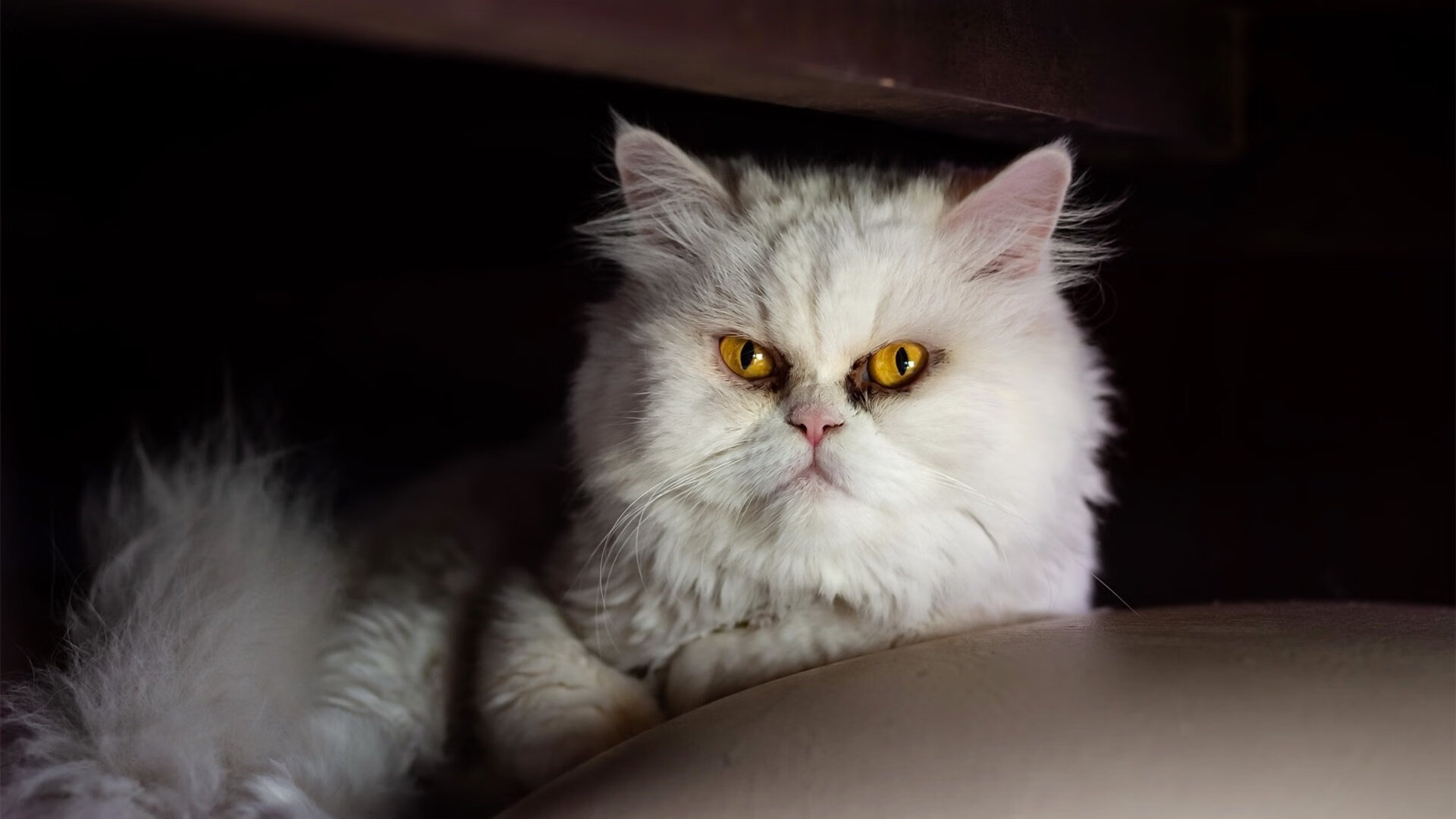 九游下载中心-弗朗索瓦·霍尔茨豪伊泽：南非队的战术调度员，组织进攻如行云流水