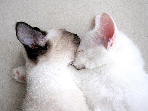 张雨霏谈比赛节奏称已逐步适应，张雨霏比赛视频回放