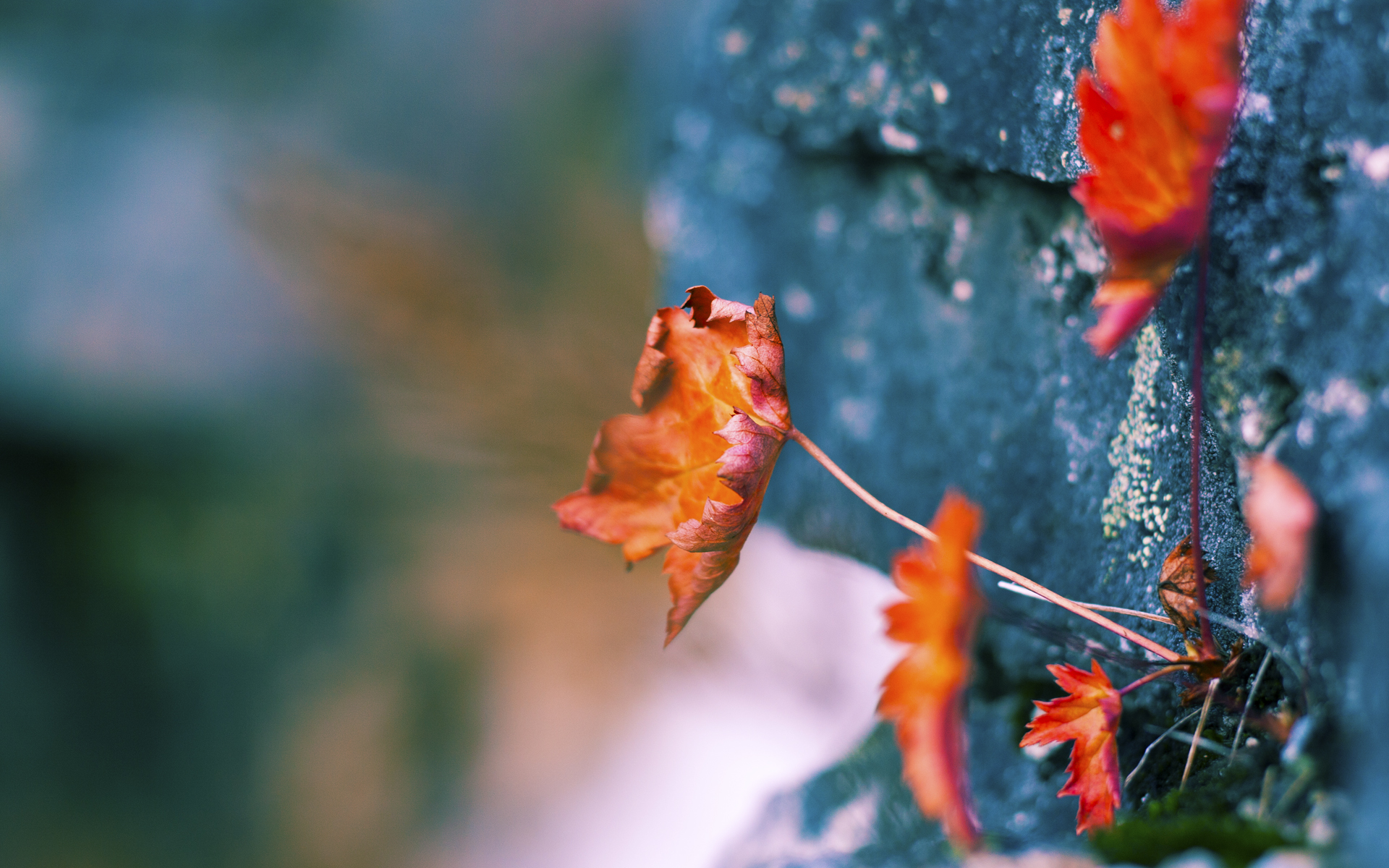 JIU YOU GAME-日本队在亚洲杯表现出色，志在夺冠