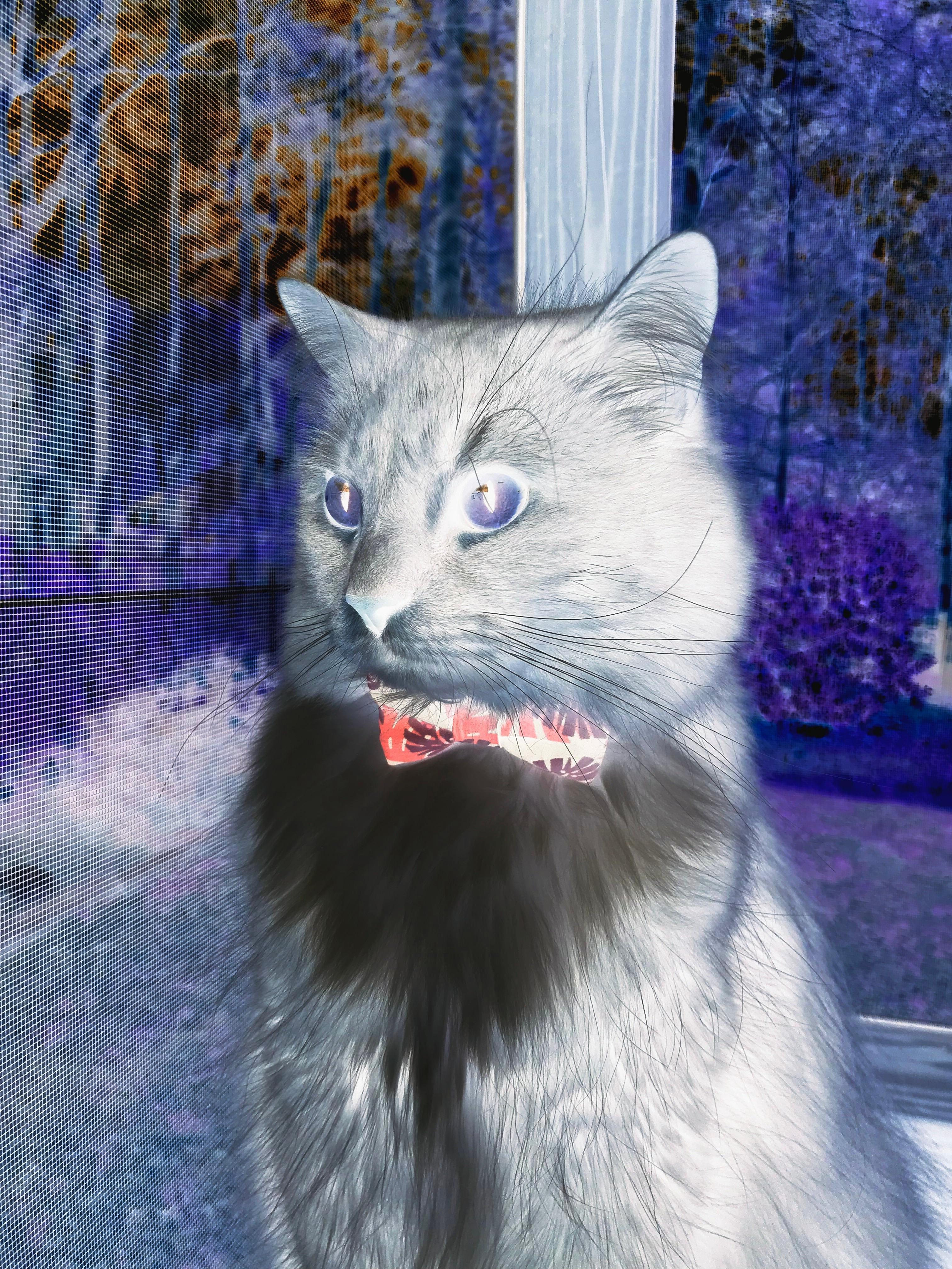 九游娱乐官网 (jiuyou)-橄榄球进校园计划正式启动，橄榄球招生