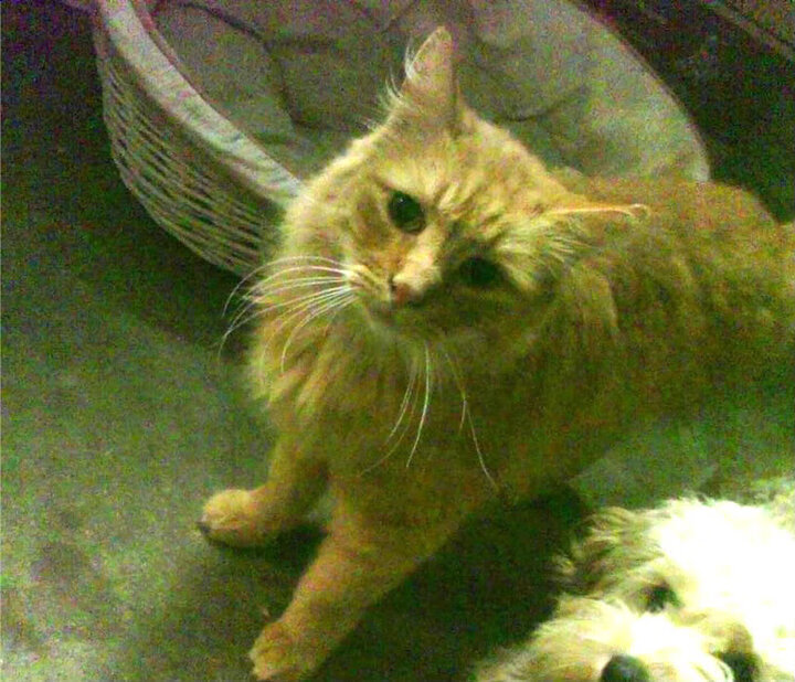 职业联赛鼓励俱乐部多场景赛事内容开发,参加职业联赛