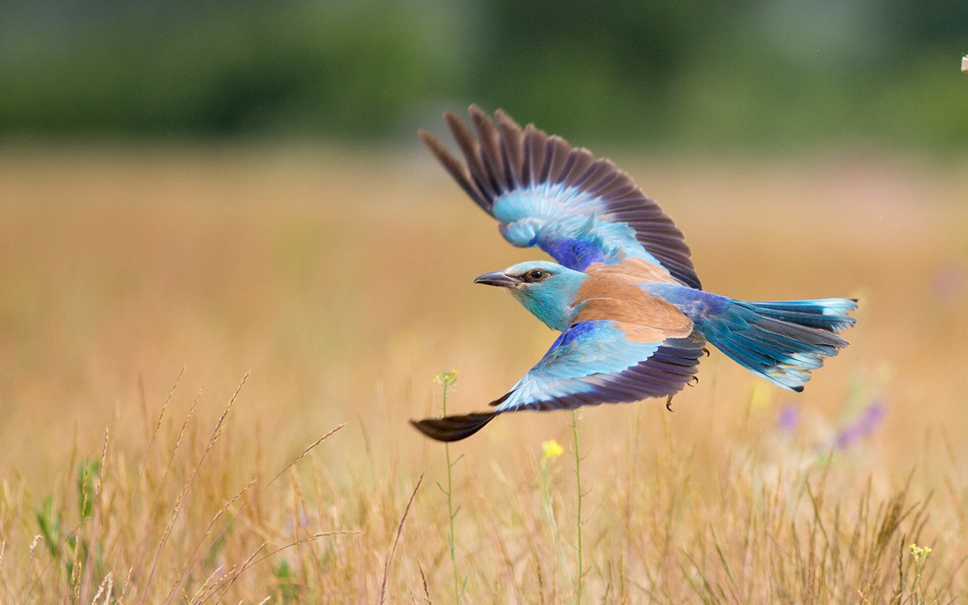 职业球员退役后转型教练比例逐年上升经验传承明显，职业球员退役年龄