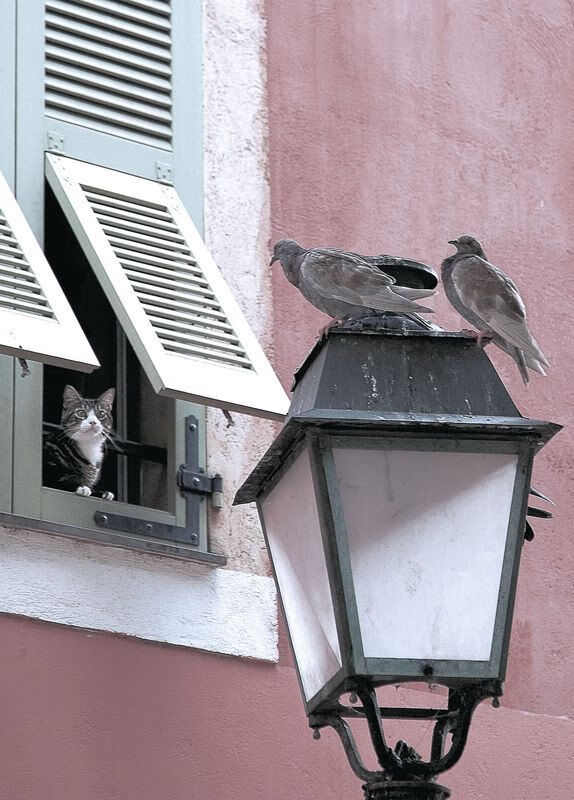 九游游戏中心-跳水动作质量稳定荷兰持续发力，跳水reverse