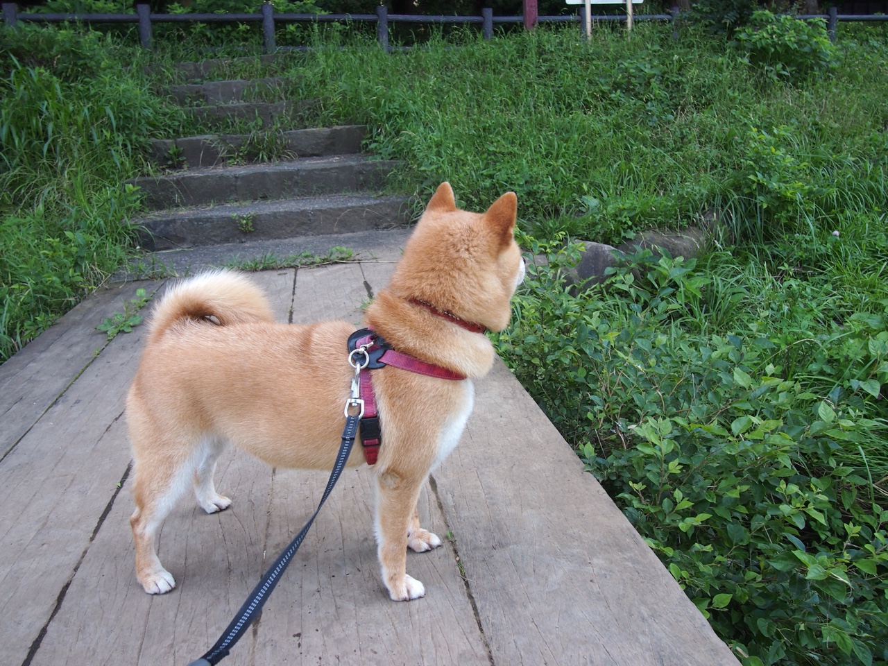 九游登录入口-雷霆召开媒体说明会回应战术质疑，雷霆消息